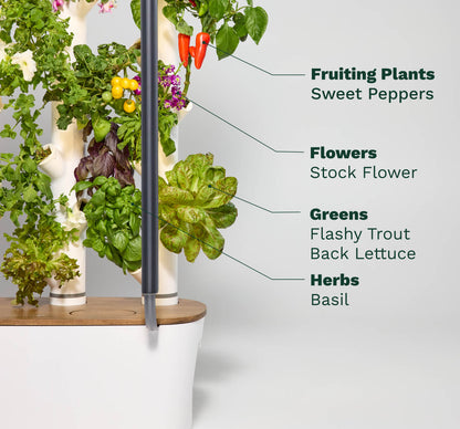 V2 (20 Plants System)
