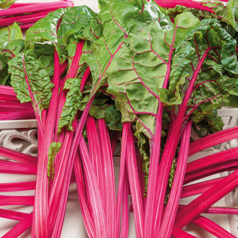 PINK SWISS CHARD
